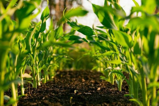Jeunes plants de maïs en végétation
